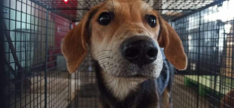 【待認養】混種犬 狗 (男生) - 金門縣動物收容中心