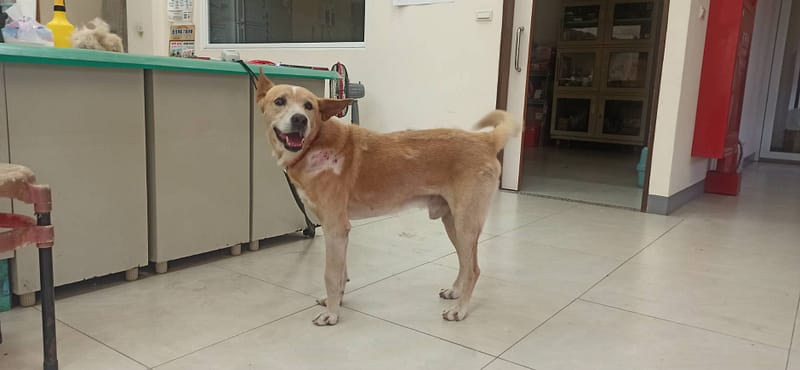 【待認養】混種犬 狗 (男生) - 金門縣動物收容中心