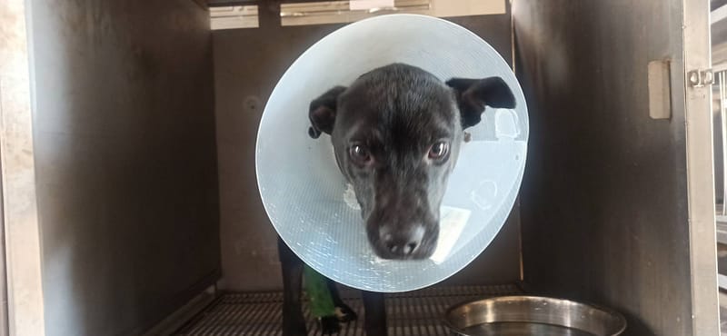 【待認養】混種犬 狗 (男生) - 金門縣動物收容中心