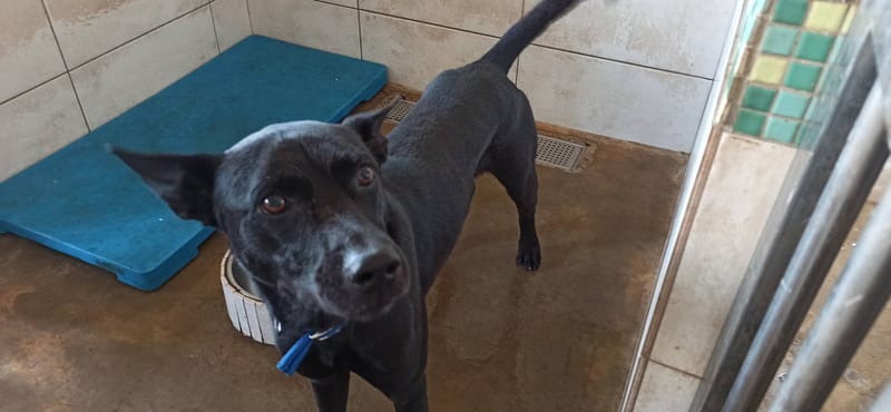 【待認養】混種犬 狗 (男生) - 金門縣動物收容中心