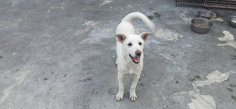 【待認養】混種犬 狗 (女生) - 金門縣動物收容中心