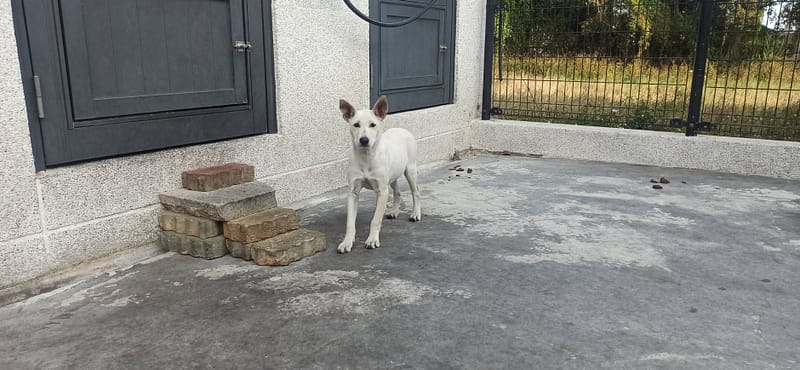 【待認養】混種犬 狗 (女生) - 金門縣動物收容中心