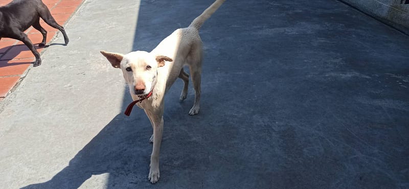 【待認養】混種犬 狗 (女生) - 金門縣動物收容中心