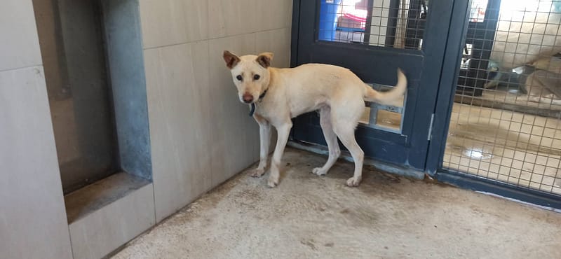 【待認養】混種犬 狗 (女生) - 金門縣動物收容中心