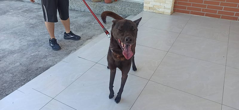 【待認養】混種犬 狗 (男生) - 金門縣動物收容中心