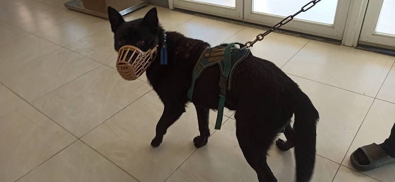 【待認養】混種犬 狗 (男生) - 金門縣動物收容中心