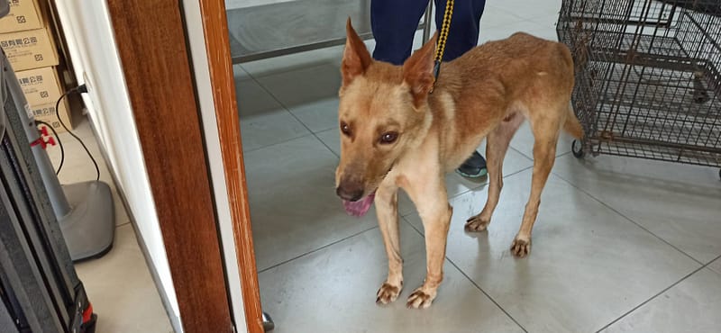 【待認養】混種犬 狗 (男生) - 金門縣動物收容中心