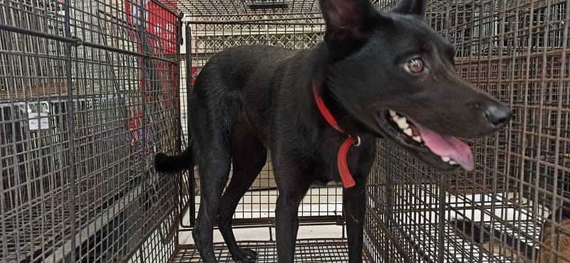 【待認養】混種犬 狗 (女生) - 金門縣動物收容中心