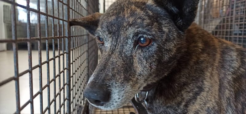 【待認養】混種犬 狗 (女生) - 金門縣動物收容中心