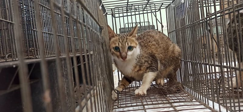 【待認養】混種貓 貓 (女生) - 金門縣動物收容中心