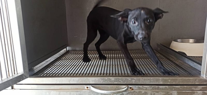 【待認養】混種犬 狗 (女生) - 金門縣動物收容中心