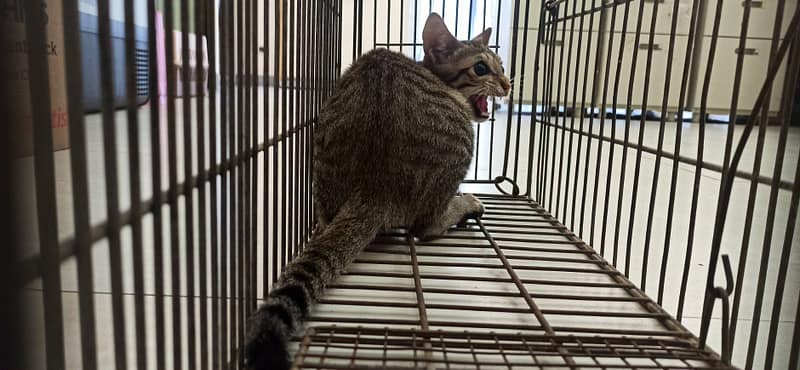 【待認養】混種貓 貓 (男生) - 金門縣動物收容中心