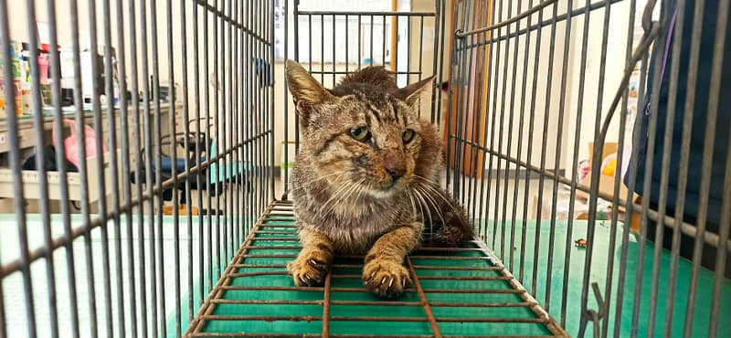 【待認養】混種貓 貓 (男生) - 金門縣動物收容中心