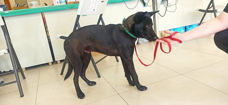 【待認養】混種犬 狗 (男生) - 金門縣動物收容中心
