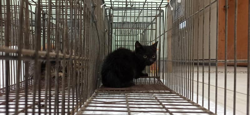 【待認養】混種貓 貓 (女生) - 金門縣動物收容中心