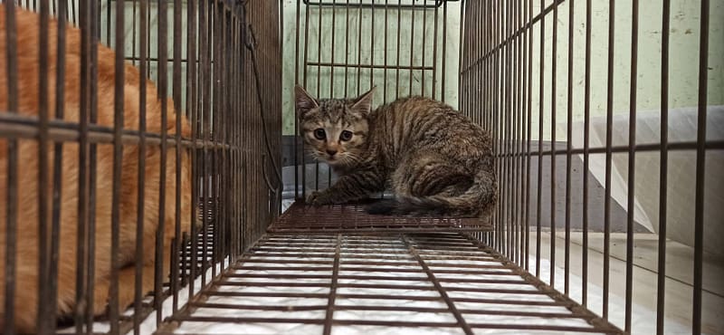 【待認養】混種貓 貓 (女生) - 金門縣動物收容中心