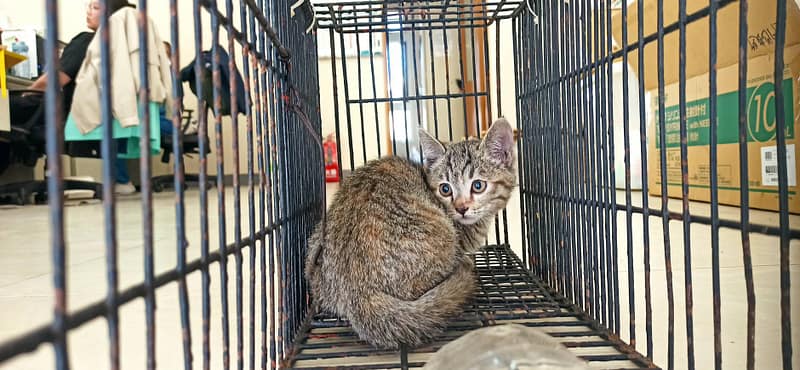 【待認養】混種貓 貓 (女生) - 金門縣動物收容中心