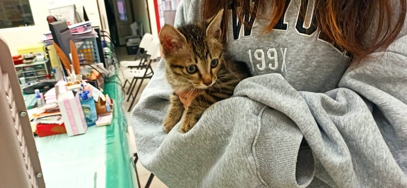 【待認養】混種貓 貓 (男生) - 金門縣動物收容中心