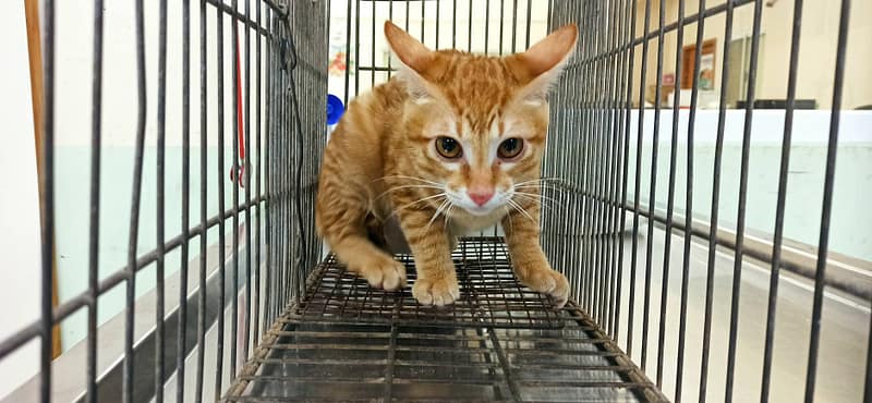 【待認養】混種貓 貓 (男生) - 金門縣動物收容中心