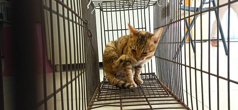 【待認養】混種貓 貓 (女生) - 金門縣動物收容中心