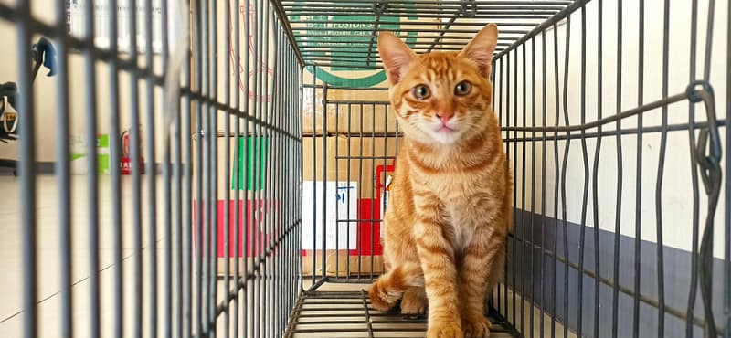 【待認養】混種貓 貓 (男生) - 金門縣動物收容中心