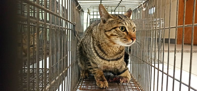 【待認養】混種貓 貓 (男生) - 金門縣動物收容中心