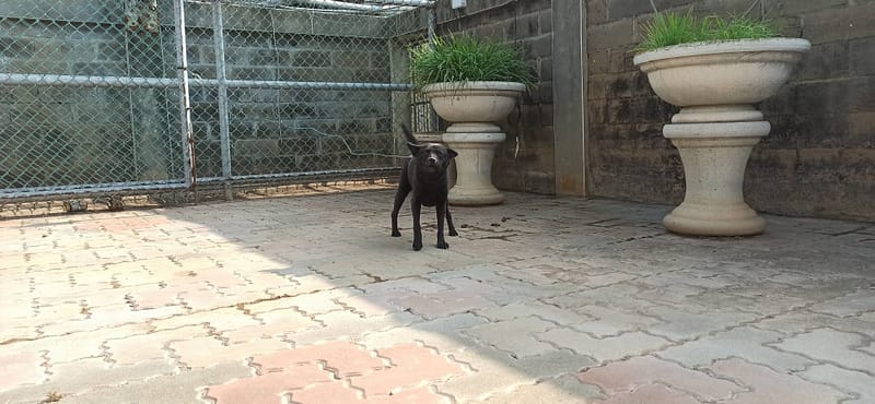 【待認養】混種犬 狗 (女生) - 金門縣動物收容中心