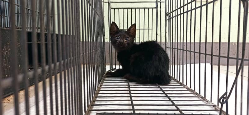 【待認養】混種貓 貓 (男生) - 金門縣動物收容中心