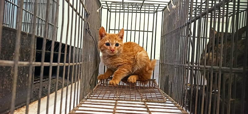 【待認養】混種貓 貓 (男生) - 金門縣動物收容中心