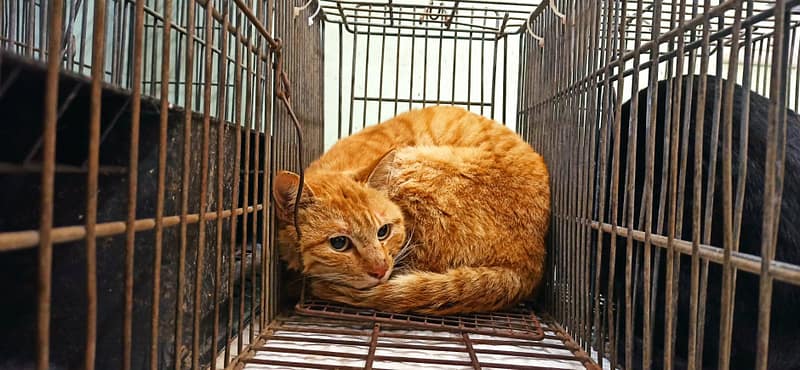 【待認養】混種貓 貓 (男生) - 金門縣動物收容中心