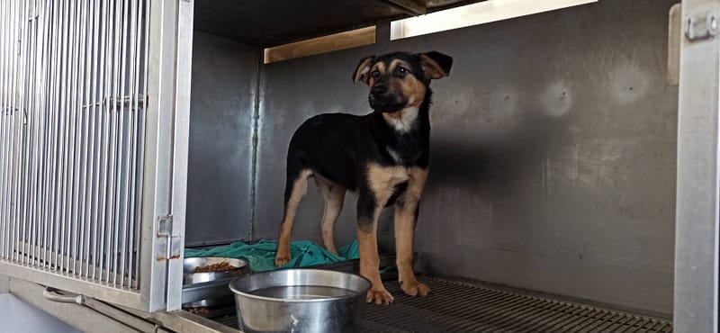 【待認養】混種犬 狗 (男生) - 金門縣動物收容中心