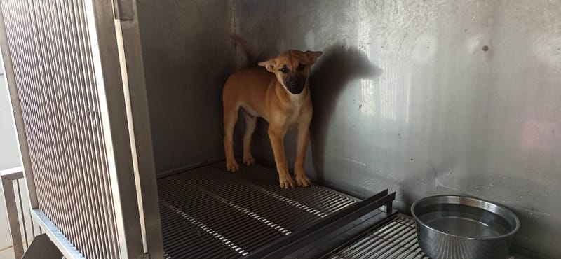 【待認養】混種犬 狗 (男生) - 金門縣動物收容中心