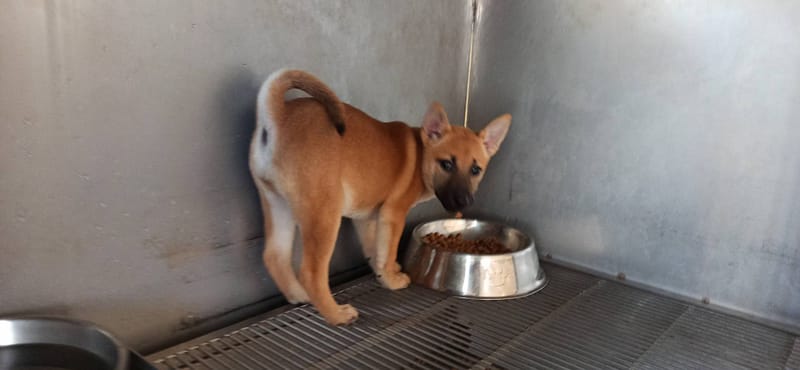 【待認養】混種犬 狗 (女生) - 金門縣動物收容中心