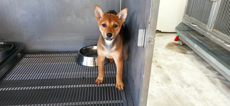 【待認養】混種犬 狗 (女生) - 金門縣動物收容中心