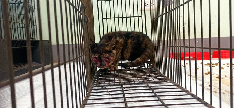 【待認養】混種貓 貓 (女生) - 金門縣動物收容中心