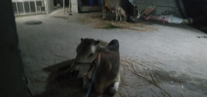 金熊貓專業貓舍