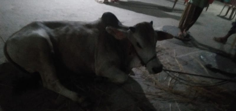 好狗狗寵物專業美容店