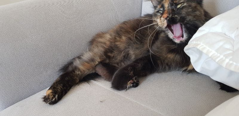 九代寵物用品商行