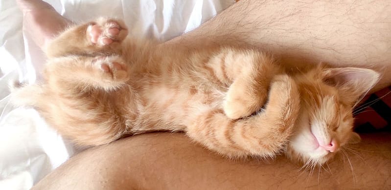 多寶寵物美容坊