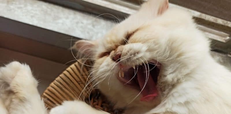 亞利安貓咪生活館