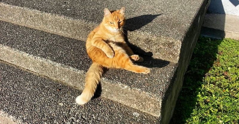 寵愛有加股份有限公司