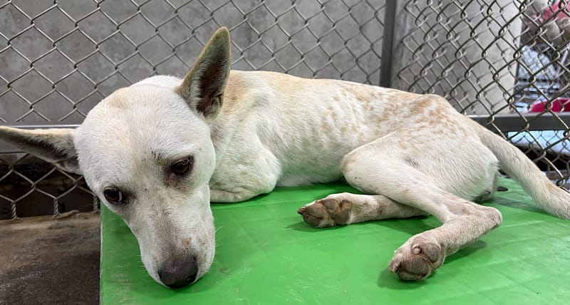 【待認養】混種犬 狗 (女生) - 臺東縣動物收容中心
