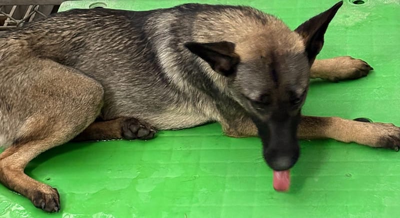 【待認養】混種犬 狗 (女生) - 臺東縣動物收容中心