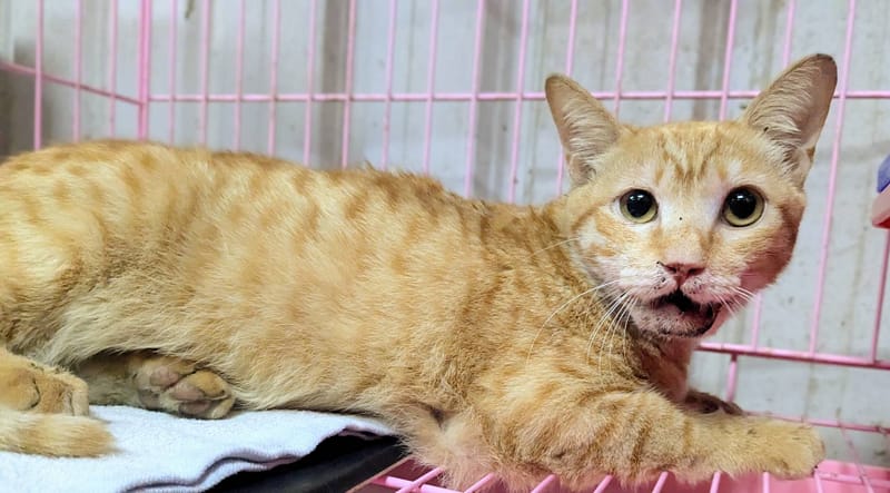 【待認養】混種貓 貓 (男生) - 新竹縣動物保護教育園區