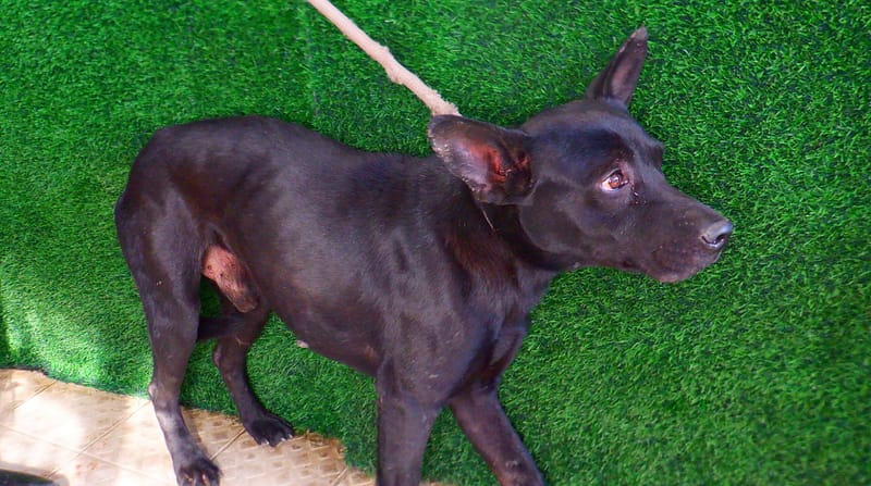 【待認養】混種犬 狗 (男生) - 南投縣公立動物收容所