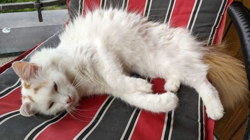 黃金微笑寵物美容