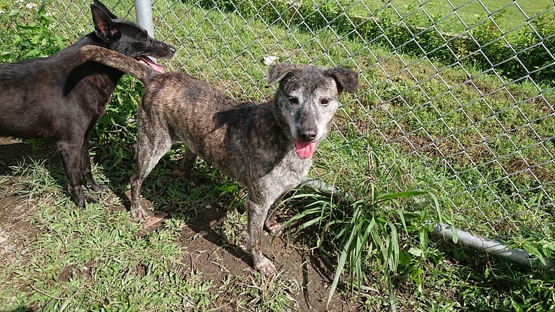 【待認養】混種犬 狗 (男生) - 臺北市動物之家