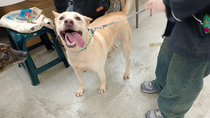 【待認養】混種犬 狗 (女生) - 臺北市動物之家