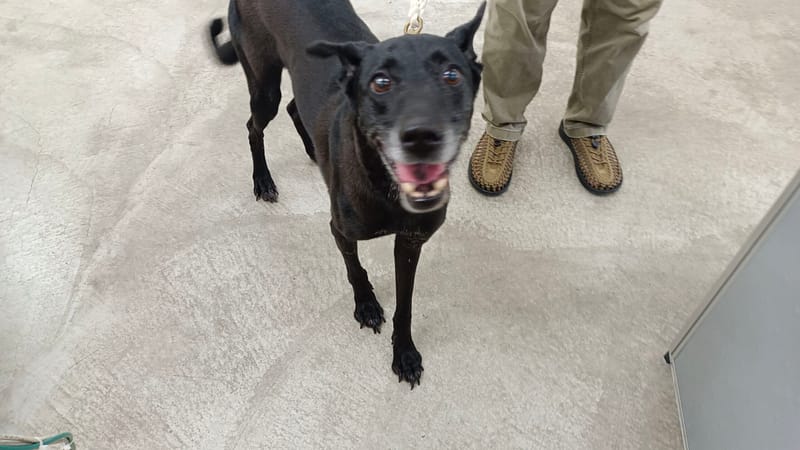 【待認養】混種犬 狗 (男生) - 臺北市動物之家