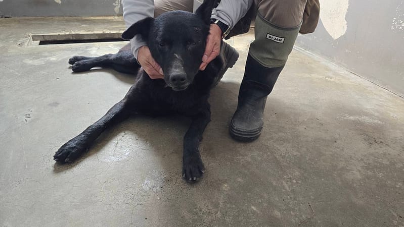 【待認養】混種犬 狗 (男生) - 新竹市動物保護教育園區